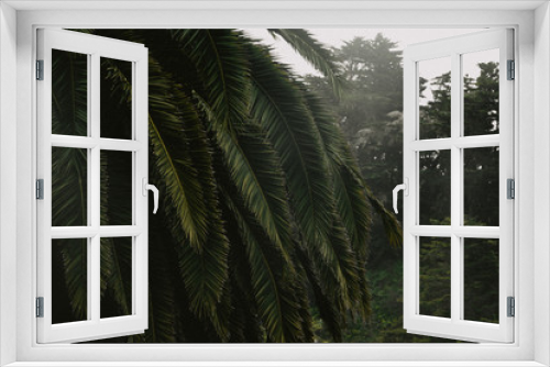 Fototapeta Naklejka Na Ścianę Okno 3D - palm trees in the forest