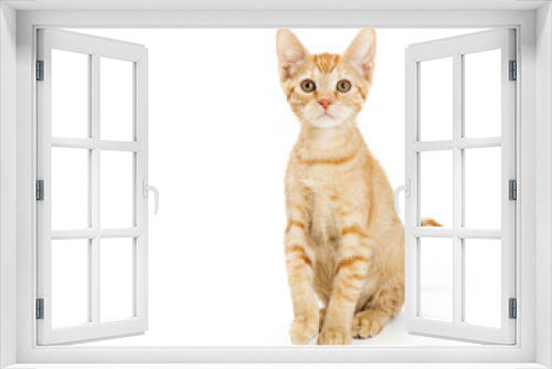 Fototapeta Naklejka Na Ścianę Okno 3D - Cute Young Orange Tabby Kitten Sitting Tall