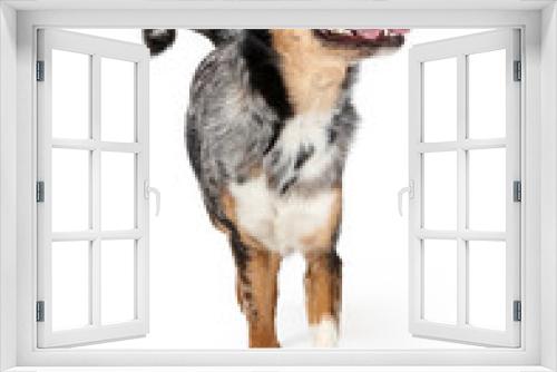 Fototapeta Naklejka Na Ścianę Okno 3D - Happy Excited Aussie Dog Walking Forward Looking Up