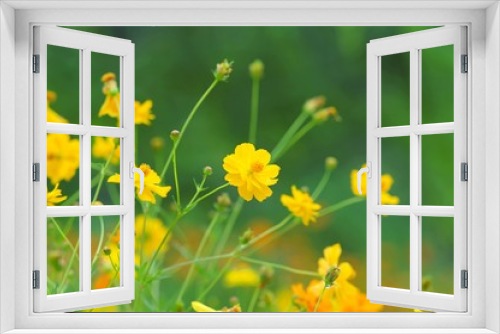 Fototapeta Naklejka Na Ścianę Okno 3D - Yellow flowers with grass in spring wind close-up macro with soft focus on a meadow in nature. A beautiful soft light gentle dreamy green background, free space for text 