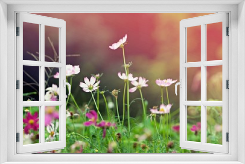 Fototapeta Naklejka Na Ścianę Okno 3D - Close up pink cosmos flower  on outdoor garden park background with copy space. Floral border and frame for springtime or summer season.