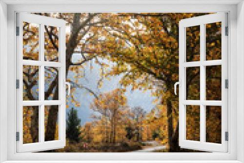 Fototapeta Naklejka Na Ścianę Okno 3D - Landscape image of dirt country road with colorful autumn leaves and trees in forest of Mersin, Turkey