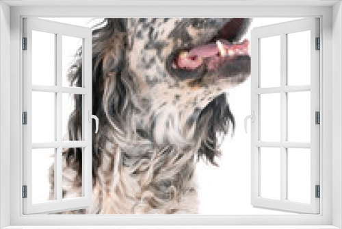 Fototapeta Naklejka Na Ścianę Okno 3D - english setter in studio