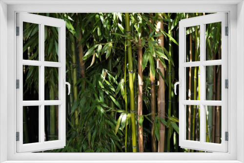 Fototapeta Naklejka Na Ścianę Okno 3D - bamboo grove nature background