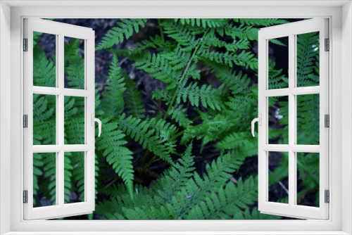 Fototapeta Naklejka Na Ścianę Okno 3D -  fern