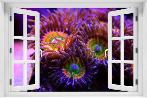 Fototapeta Naklejka Na Ścianę Okno 3D - Ultra Close up shot on Caribbean Sunny D zoanthus sp. colony polyps