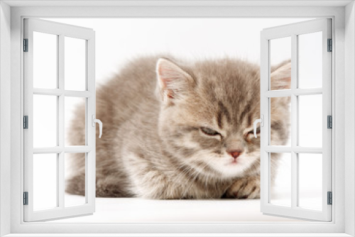 Fototapeta Naklejka Na Ścianę Okno 3D - little funny kittens on a white background