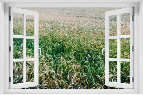 Fototapeta Naklejka Na Ścianę Okno 3D - Wheat field on a sunny spring day