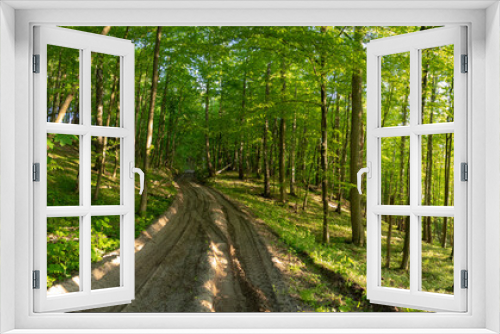 Fototapeta Naklejka Na Ścianę Okno 3D - Panorama of Forest