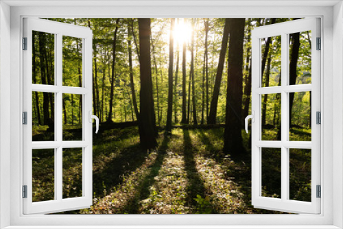 Fototapeta Naklejka Na Ścianę Okno 3D - Panorama of Forest