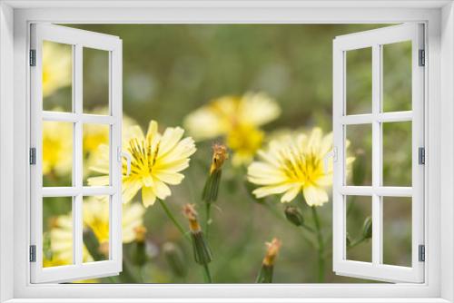 Fototapeta Naklejka Na Ścianę Okno 3D - Outdoor spring, yellow and white small chrysanthemums close-up，Ixeridium dentatum (Thunb.) Tzvel.