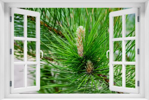Fototapeta Naklejka Na Ścianę Okno 3D - Young shoot (flower) on a branch of green lush pine. Spring renewal of trees, the formation of new cones on the pine.