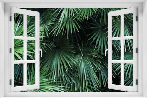 Fototapeta Naklejka Na Ścianę Okno 3D - Tropical palm leaves with sunlight, floral pattern background