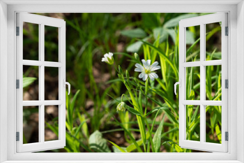 Fototapeta Naklejka Na Ścianę Okno 3D - White flowers on a green background. Blooming stars.