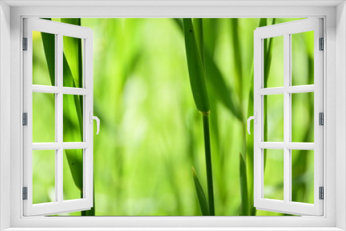 Fototapeta Naklejka Na Ścianę Okno 3D - Wiese Gräser Gras Grün Lichtspiel Sonnenschein hell freundlich Hintergrund Natur Makro Bokeh