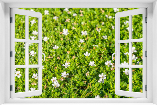 Fototapeta Naklejka Na Ścianę Okno 3D - Spring Background with Small White Flowers