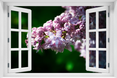 Fototapeta Naklejka Na Ścianę Okno 3D - Branch of blossoming lilac