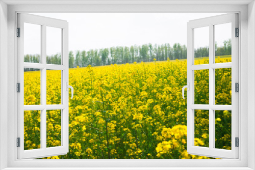 Fototapeta Naklejka Na Ścianę Okno 3D - Yellow field rapeseed in bloom