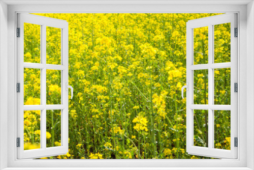 Fototapeta Naklejka Na Ścianę Okno 3D - Yellow field rapeseed in bloom