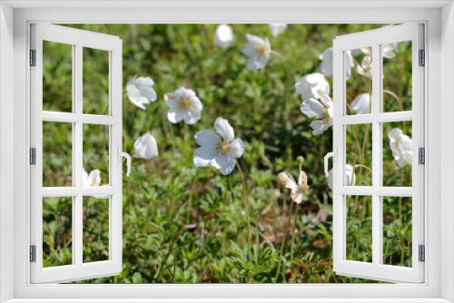 Fototapeta Naklejka Na Ścianę Okno 3D - White wood anemone flowers, as a first sign of spring in the forest.
