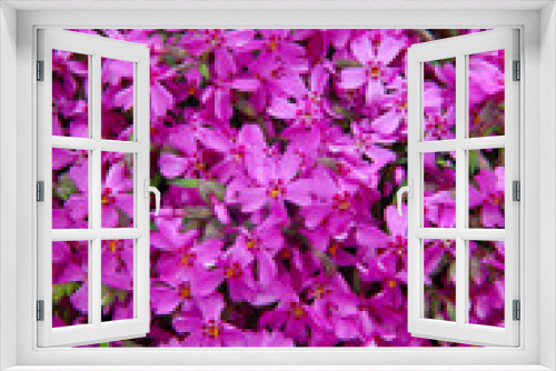 Fototapeta Naklejka Na Ścianę Okno 3D - purple flowers background