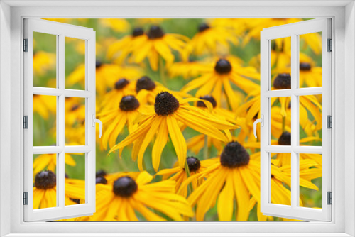 Fototapeta Naklejka Na Ścianę Okno 3D - Black eyed susan- rudbeckia flowers 