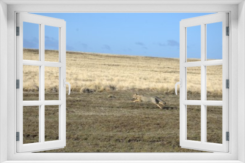 Fototapeta Naklejka Na Ścianę Okno 3D - zorro, fox