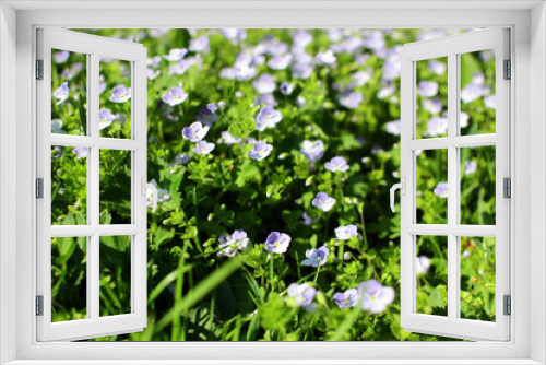 Fototapeta Naklejka Na Ścianę Okno 3D - Veronica filiformis. Perennial herbaceous plant. Blooming lawn with delicate blue flowers.