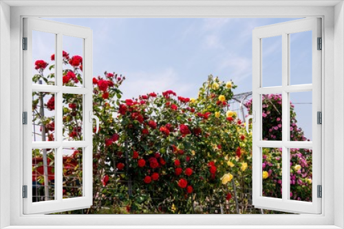 Fototapeta Naklejka Na Ścianę Okno 3D - 小倉の池のバラ