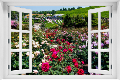 Fototapeta Naklejka Na Ścianę Okno 3D - 小倉の池のバラ