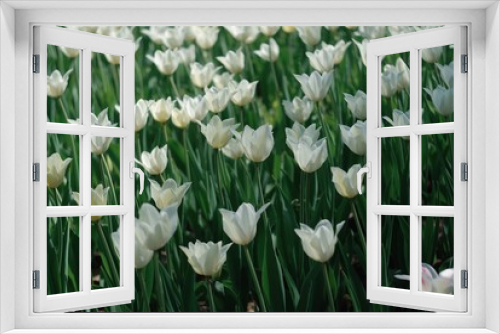 Fototapeta Naklejka Na Ścianę Okno 3D - White tulips field