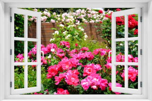 Fototapeta Naklejka Na Ścianę Okno 3D - rose flower garden
