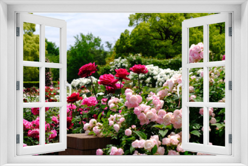 Fototapeta Naklejka Na Ścianę Okno 3D - rose flower garden