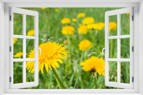 Fototapeta Naklejka Na Ścianę Okno 3D - Dandelion in grass. Beautiful yellow dandelion in grass