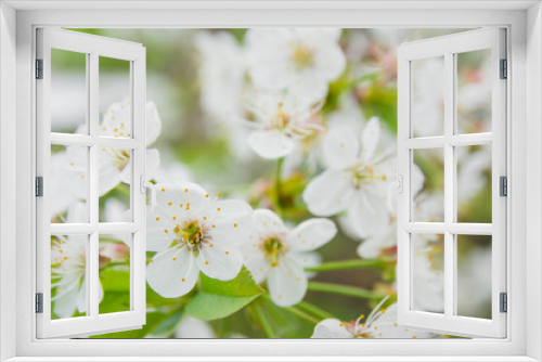 Fototapeta Naklejka Na Ścianę Okno 3D - Close-up of white cherry flowers blossom in spring. A lot of white flowers in sunny spring day. Selective focus