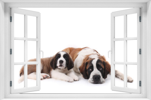 Fototapeta Naklejka Na Ścianę Okno 3D - Two Loving Saint Bernard Puppies Together on a White Background