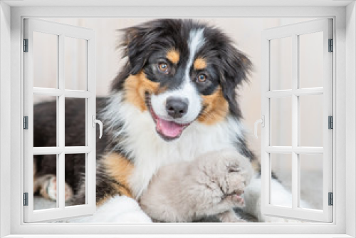 Fototapeta Naklejka Na Ścianę Okno 3D - Adult australian shepherd dog with baby  kitten at home