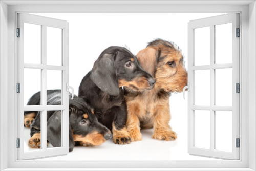 Fototapeta Naklejka Na Ścianę Okno 3D - Three Dachshund puppies looking away. isolated on white background