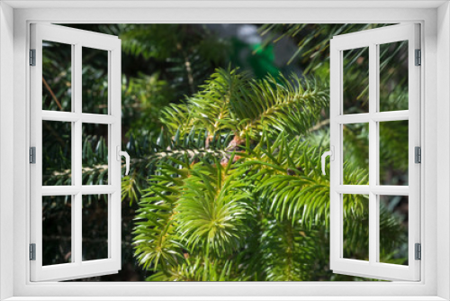 Fototapeta Naklejka Na Ścianę Okno 3D - Young shoots of Spanish fir (Abies pinsapo)