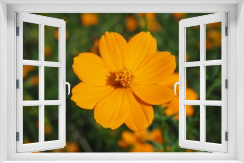 Fototapeta Naklejka Na Ścianę Okno 3D - Close up of Orange Cosmos Flower