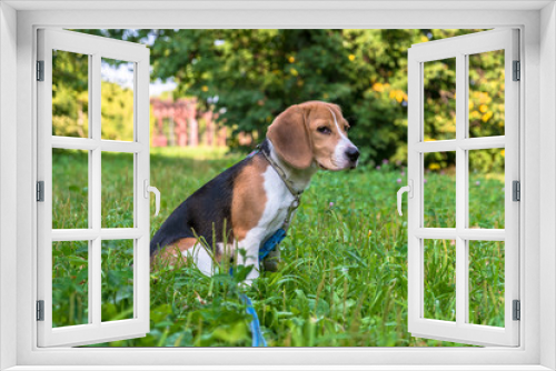 Fototapeta Naklejka Na Ścianę Okno 3D - A thoughtful Beagle puppy with a blue leash on a walk in a city park. Portrait of a nice puppy.Eastern Europe