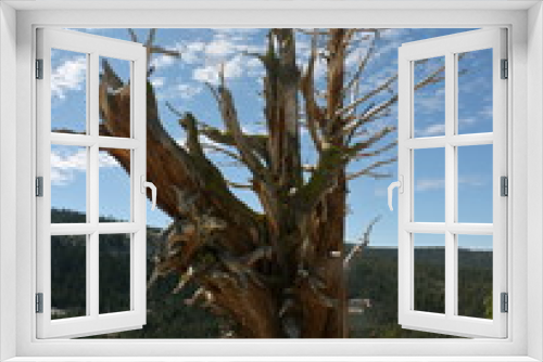 Fototapeta Naklejka Na Ścianę Okno 3D - Juniper Tree on Clouds Rest Hike in Yosemite National Park in California