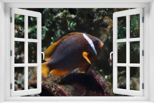 Fototapeta Naklejka Na Ścianę Okno 3D - Tomato clownfish (Amphiprion frenatus)