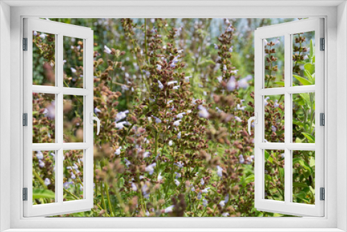 Fototapeta Naklejka Na Ścianę Okno 3D - beautiful blooming wildflowers on a sunny day