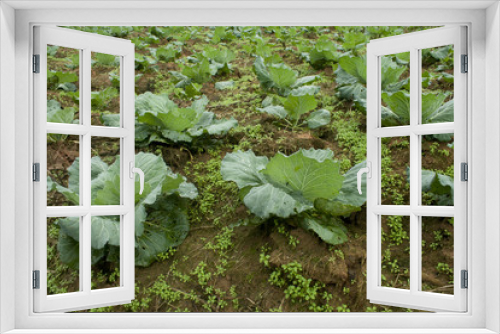 Fototapeta Naklejka Na Ścianę Okno 3D - Rows of cabbage in field