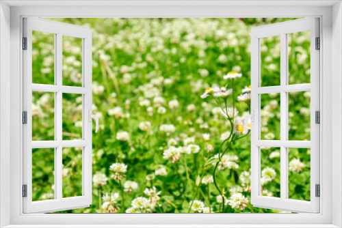Fototapeta Naklejka Na Ścianę Okno 3D - シロツメクサの野原に咲くハルジオン
