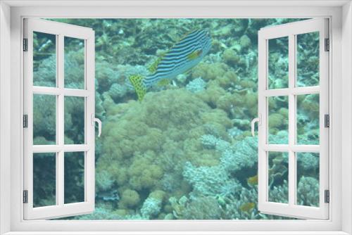 Fototapeta Naklejka Na Ścianę Okno 3D - Arrecife de coral 