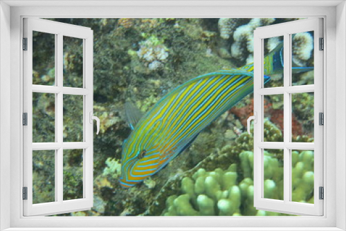 Fototapeta Naklejka Na Ścianę Okno 3D - Arrecife de coral 