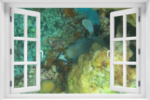 Fototapeta Naklejka Na Ścianę Okno 3D - Corales en wakatobi