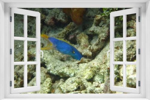 Fototapeta Naklejka Na Ścianę Okno 3D - Arrecife de coral